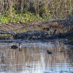 Anas superciliosa (Pacific Black Duck) at Bermagui, NSW - 15 May 2025 by plants