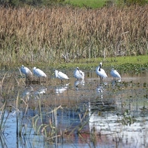 Platalea regia at Bermagui, NSW - 15 May 2025 02:30 AM