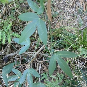 Passiflora caerulea (Blue Passionflower) at Bermagui, NSW - 14 May 2025 by plants