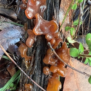 Tremella sp. at Bucketty, NSW - Today by MartinPredavec