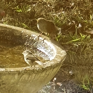 Unverified Small (Robin, Finch, Thornbill etc) at Bowning, NSW - Yesterday by Maren