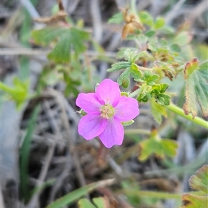 Geranium solanderi var. solanderi at Whitlam, ACT - 15 May 2025 by sangio7