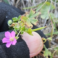 Geranium solanderi var. solanderi at Whitlam, ACT - 15 May 2025 03:05 PM