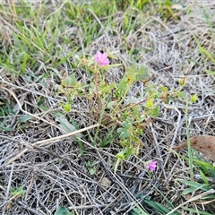 Geranium solanderi var. solanderi at Whitlam, ACT - 15 May 2025 03:05 PM