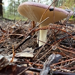 Russula sp. (genus) at Bucketty, NSW - Today by MartinPredavec
