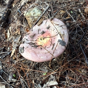 Russula sp. (genus) at Bucketty, NSW - 17 May 2025 09:07 AM