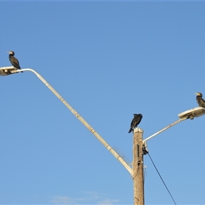 Phalacrocorax carbo (Great Cormorant) at Narooma, NSW - Yesterday by plants