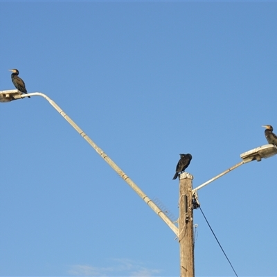 Phalacrocorax carbo (Great Cormorant) at Narooma, NSW - 16 May 2025 by plants