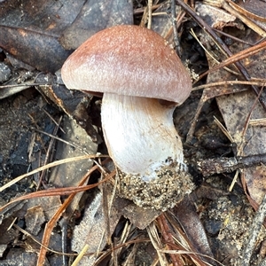 Cortinarius sp. at Bucketty, NSW - 17 May 2025 09:08 AM