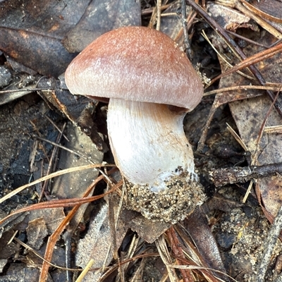 Cortinarius sp. at Bucketty, NSW - Today by MartinPredavec