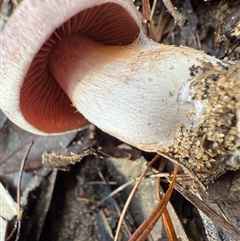 Cortinarius sp. at Bucketty, NSW - 17 May 2025 09:08 AM