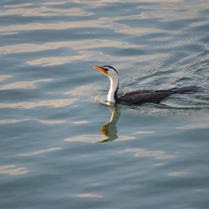 Microcarbo melanoleucos (Little Pied Cormorant) at Narooma, NSW - Yesterday by plants