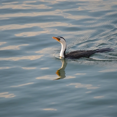 Microcarbo melanoleucos (Little Pied Cormorant) at Narooma, NSW - 16 May 2025 by plants