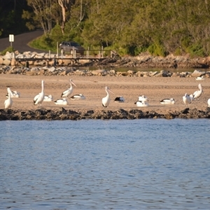 Pelecanus conspicillatus (Australian Pelican) at Narooma, NSW - Yesterday by plants