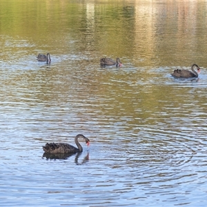 Cygnus atratus (Black Swan) at Narooma, NSW - Yesterday by plants