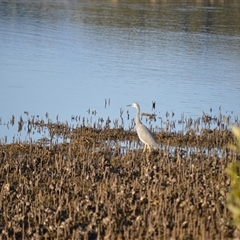 Egretta novaehollandiae (White-faced Heron) at Narooma, NSW - 16 May 2025 by plants