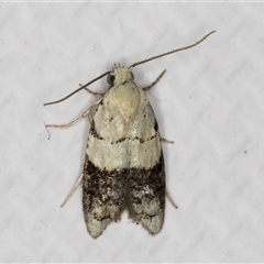 Tracholena sulfurosa (A tortrix moth) at Melba, ACT - 14 May 2025 by kasiaaus