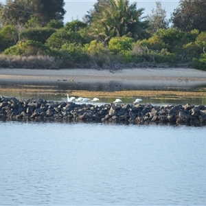Platalea regia (Royal Spoonbill) at Narooma, NSW - Yesterday by plants