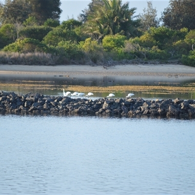 Platalea regia (Royal Spoonbill) at Narooma, NSW - 16 May 2025 by plants