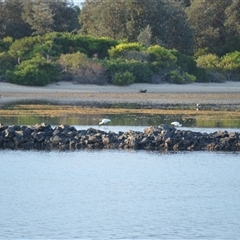 Platalea regia at Narooma, NSW - 16 May 2025 04:24 AM
