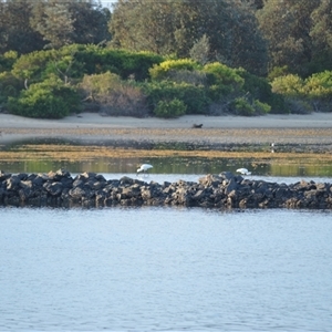Platalea regia at Narooma, NSW - 16 May 2025 04:24 AM