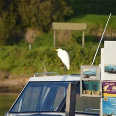 Ardea alba (Great Egret) at Narooma, NSW - 16 May 2025 by plants