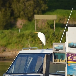 Ardea alba at Narooma, NSW - 16 May 2025 04:26 AM