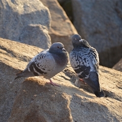 Columba livia (Rock Dove (Feral Pigeon)) at Narooma, NSW - 16 May 2025 by plants