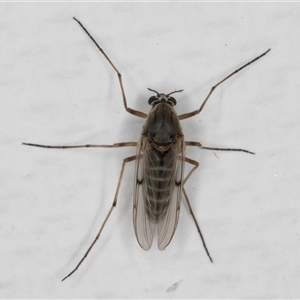 Chironomidae (family) at Melba, ACT - 14 May 2025 by kasiaaus