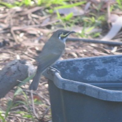 Caligavis chrysops (Yellow-faced Honeyeater) at Flynn, ACT - 16 May 2025 by Christine