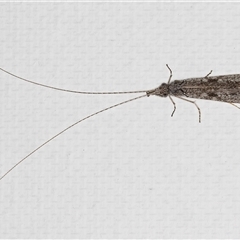 Triplectides sp. (genus) at Melba, ACT - 15 May 2025 by kasiaaus