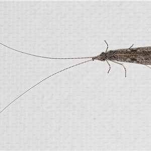 Triplectides sp. (genus) at Melba, ACT - 15 May 2025 by kasiaaus