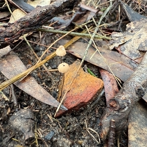 Marasmius sp. at Bucketty, NSW - Today by MartinPredavec