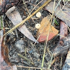 Marasmius sp. at Bucketty, NSW - 17 May 2025 09:10 AM