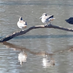 Malacorhynchus membranaceus (Pink-eared Duck) at Throsby, ACT - Yesterday by JimL