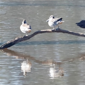 Malacorhynchus membranaceus at Throsby, ACT - Today by JimL