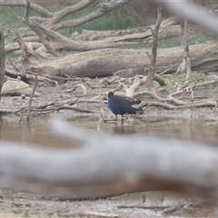 Porphyrio melanotus (Australasian Swamphen) at Throsby, ACT - Yesterday by JimL
