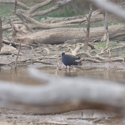 Porphyrio melanotus (Australasian Swamphen) at Throsby, ACT - Yesterday by JimL
