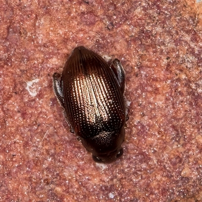 Arsipoda sp. (genus) at Bruce, ACT - 15 May 2025 by kasiaaus