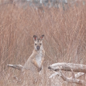 Macropus giganteus at Throsby, ACT - Today by JimL