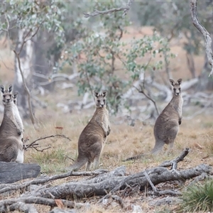 Macropus giganteus at Throsby, ACT - Today by JimL
