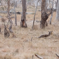 Macropus giganteus (Eastern Grey Kangaroo) at Throsby, ACT - 17 May 2025 by JimL