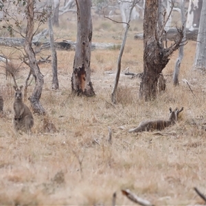 Macropus giganteus at Throsby, ACT - Today by JimL