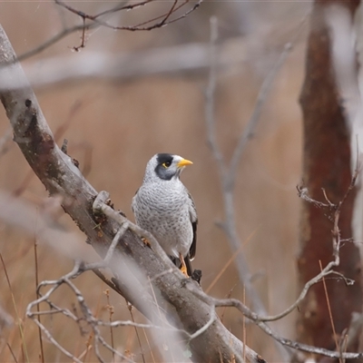 Manorina melanocephala (Noisy Miner) at Throsby, ACT - Yesterday by JimL