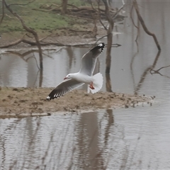 Chroicocephalus novaehollandiae (Silver Gull) at Throsby, ACT - Yesterday by JimL