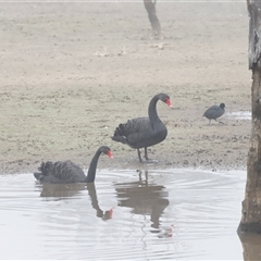 Cygnus atratus (Black Swan) at Throsby, ACT - Yesterday by JimL