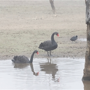 Cygnus atratus at Throsby, ACT - Today by JimL