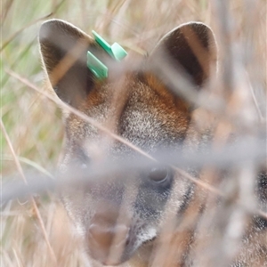 Wallabia bicolor (Swamp Wallaby) at Throsby, ACT - Today by JimL