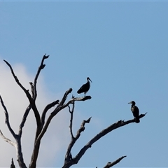 Egretta novaehollandiae at Throsby, ACT - 17 May 2025 by JimL