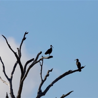 Egretta novaehollandiae at Throsby, ACT - 17 May 2025 by JimL